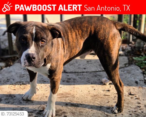 Lost Male Dog last seen Culebra, San Antonio, TX 78228
