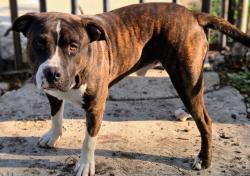 Lost Male Dog last seen Culebra, San Antonio, TX 78228