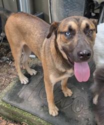 Found/Stray Male Dog last seen Ruffner Road, Irondale Water tower, 3rd Ave N, Irondale, AL 35210
