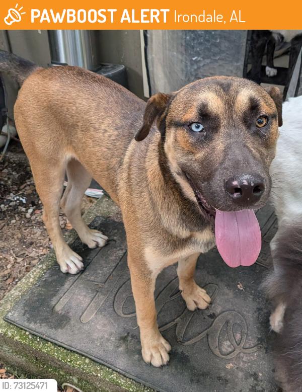 Found/Stray Male Dog last seen Ruffner Road, Irondale Water tower, 3rd Ave N, Irondale, AL 35210