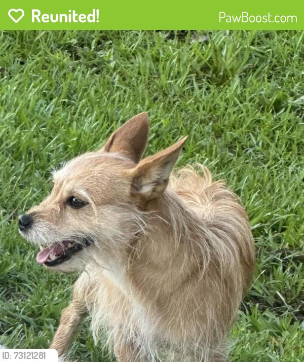 Reunited Male Dog last seen Southerland and Fire Department Roads, Clayton, NC, Johnston County, NC 27593