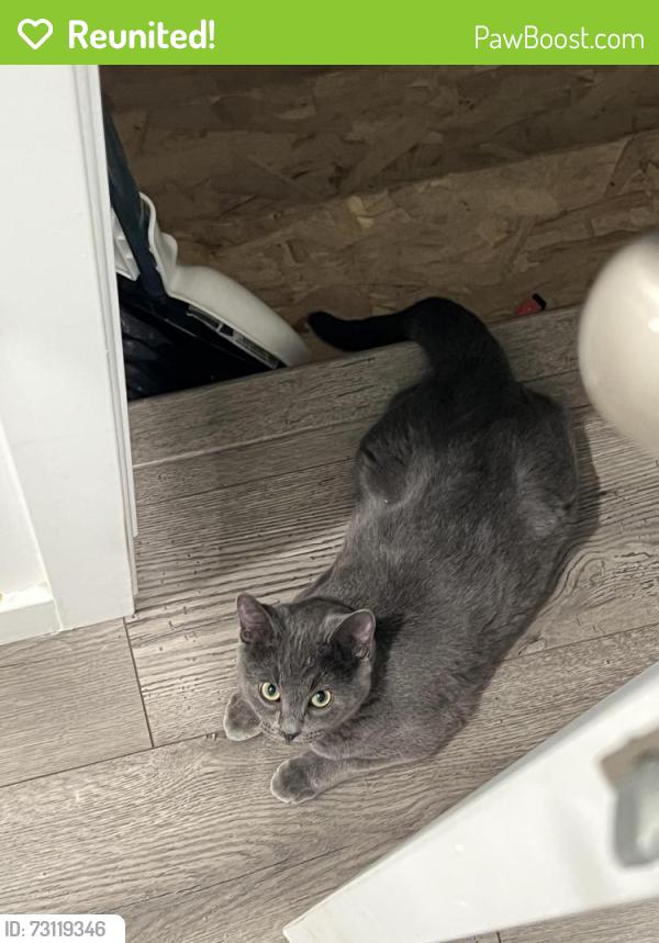 Reunited Female Cat last seen Mosaic dr, Magna, UT 84044
