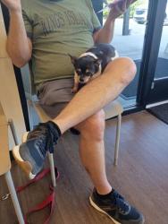 Shelter Stray Female Dog last seen Near Lawton St, Atlanta, GA, 1251 Fulton Industrial Blvd NW, Atlanta, GA 30336, USA