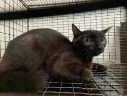 Shelter Stray Female Cat last seen Near Asbury Rd, Knox County ASO, TN, 3201 Division St, Knoxville, TN 37919, USA