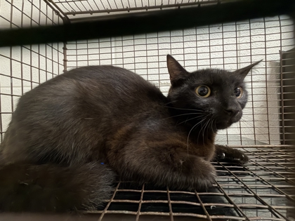 Shelter Stray Female Cat last seen Near Asbury Rd, Knox County ASO, TN, 3201 Division St, Knoxville, TN 37919, USA
