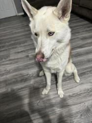 Reunited Male Dog last seen Montbello, Denver, CO 80239