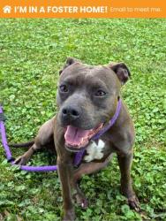 Shelter Stray Female Dog last seen Near N. Amity St, 21223, MD, 301 Stockholm St, Baltimore, MD 21230, USA