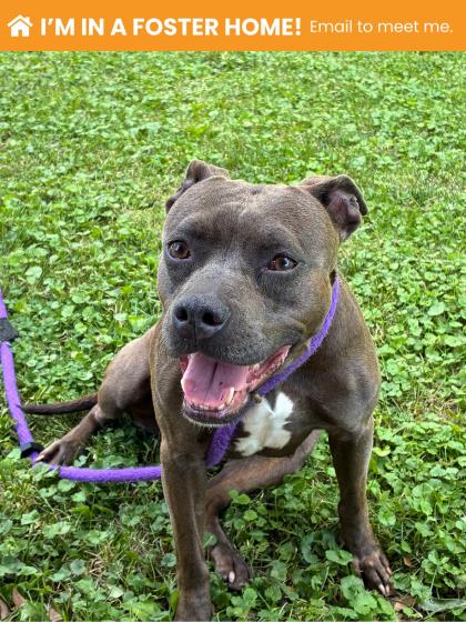 Shelter Stray Female Dog last seen Near N. Amity St, 21223, MD, 301 Stockholm St, Baltimore, MD 21230, USA