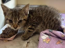 Shelter Stray Male Cat last seen Near Settlement Lane, Stone Mountain, GA, 30083, 30083, GA, 3280 Chamblee Dunwoody Rd, Chamblee, GA 30341, USA