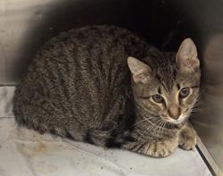 Shelter Stray Male Cat last seen Near Rainbow Drive, 30034, GA, 3280 Chamblee Dunwoody Rd, Chamblee, GA 30341, USA