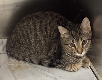 Shelter Stray Male Cat last seen Near Rainbow Drive, 30034, GA, 3280 Chamblee Dunwoody Rd, Chamblee, GA 30341, USA
