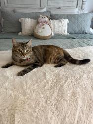 Lost Female Cat last seen Peidmont, Highland, CA 92346