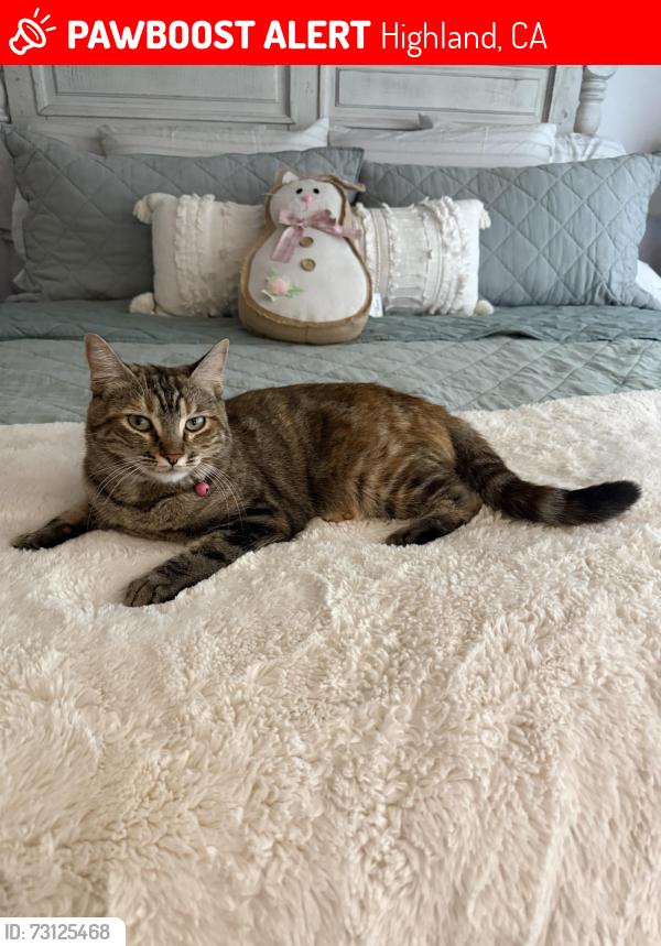 Lost Female Cat last seen Peidmont, Highland, CA 92346