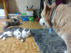 Lost Male Cat last seen Sheetz, Harrisville, PA 16038