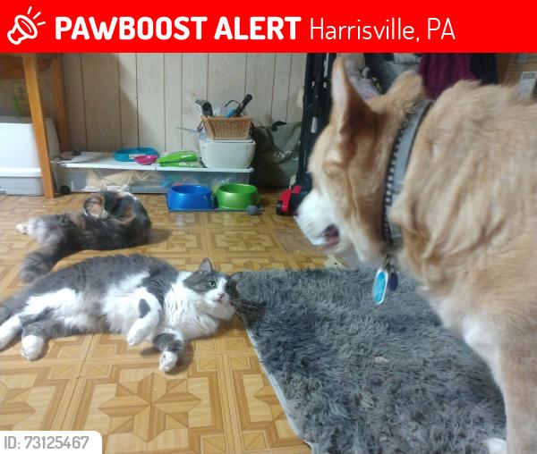 Lost Male Cat last seen Sheetz, Harrisville, PA 16038