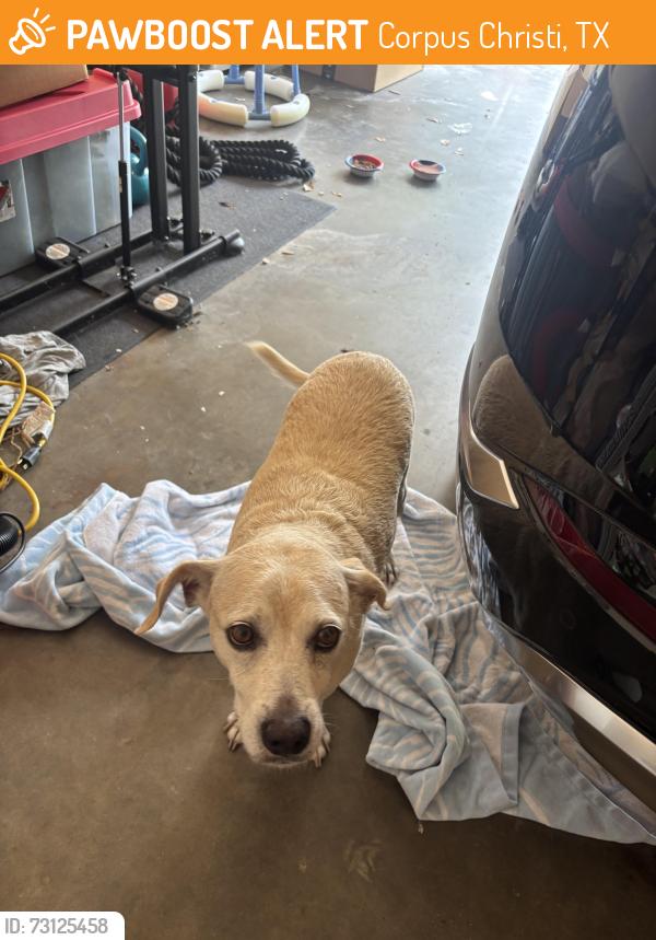 Found/Stray Male Dog last seen Oday pkwy and Weber, Corpus Christi, TX 78413