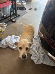 Found/Stray Male Dog last seen Oday pkwy and Weber, Corpus Christi, TX 78413