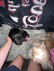 Reunited Female Dog last seen Highbridge, Crandall, TX 75114