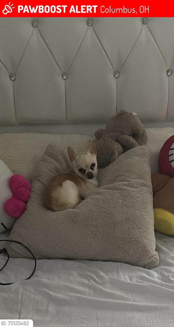 Lost Male Dog last seen JONATHAN DR, Columbus, OH 43207