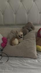 Lost Male Dog last seen JONATHAN DR, Columbus, OH 43207