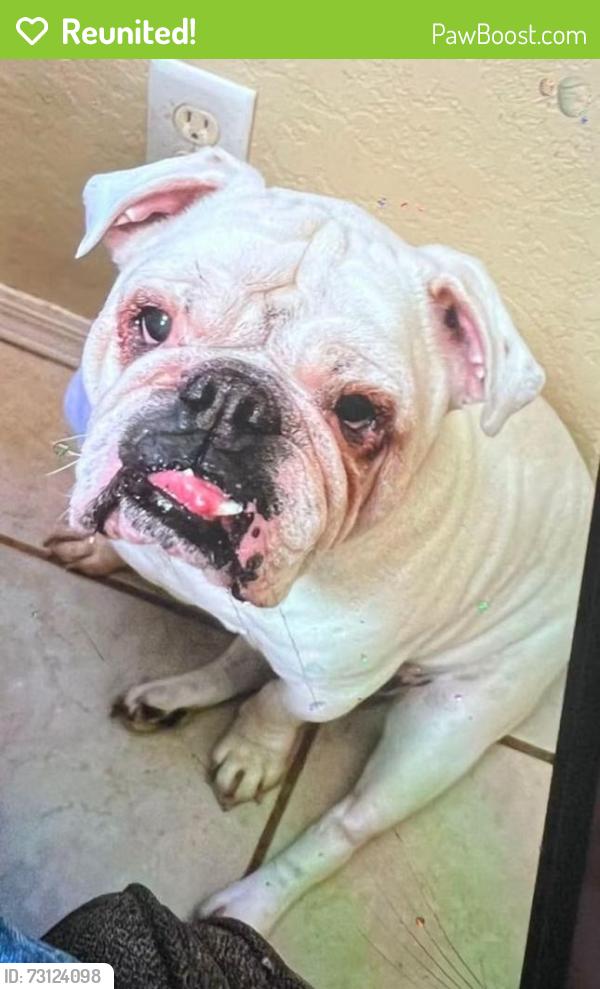 Reunited Male Dog last seen Alabella lane and shadow lane, North Port Florida 34286, North Port, FL 34286