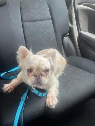 Reunited Female Dog last seen Chester Pike Glenolden, Glenolden, PA 19036