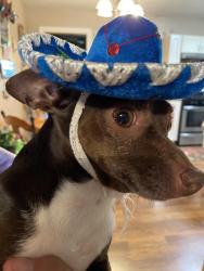 Lost Male Dog last seen Culebra and Potranco, San Antonio, TX 78251