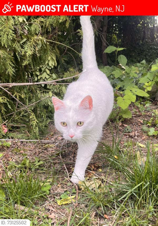 Lost Male Cat last seen Stephensburg Road, Wayne, NJ 07470