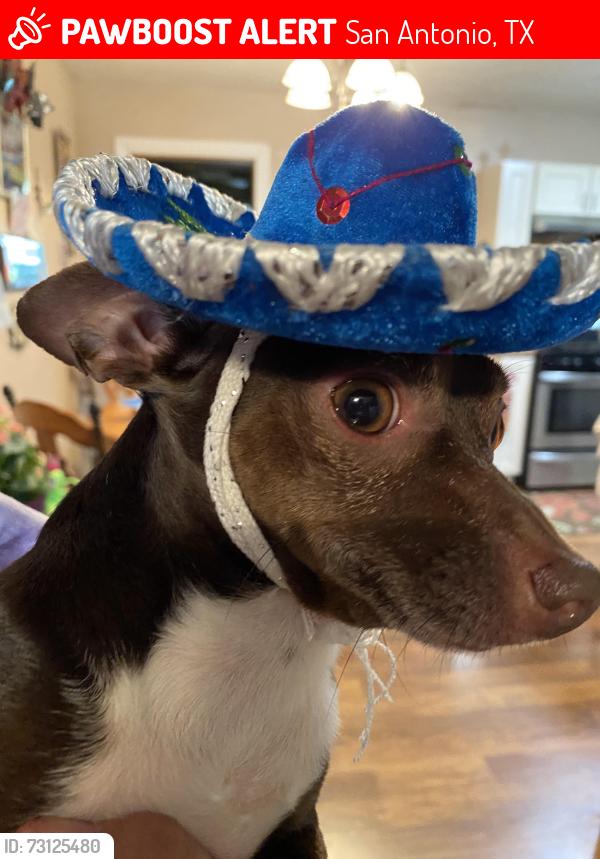 Lost Male Dog last seen Culebra and Potranco, San Antonio, TX 78251