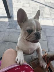 Reunited Female Dog last seen Diplomat and Santa Barbara, Cape Coral, FL 33993