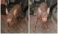 Lost Male Dog last seen Near Santa Anita Ave El Monte 91733, El Monte, CA 91733