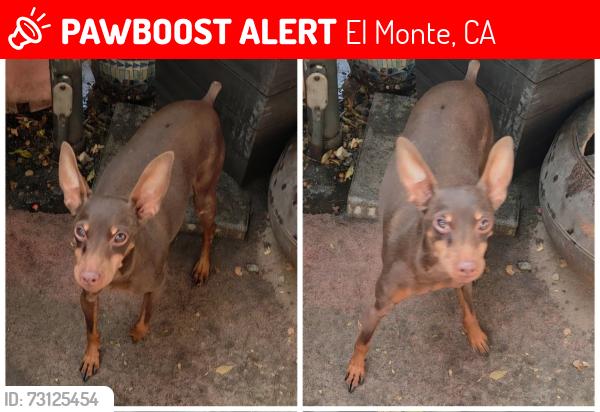 Lost Male Dog last seen Near Santa Anita Ave El Monte 91733, El Monte, CA 91733