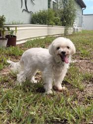Reunited Female Dog last seen Has a Diamond Collar, Palm Bay, FL 32909