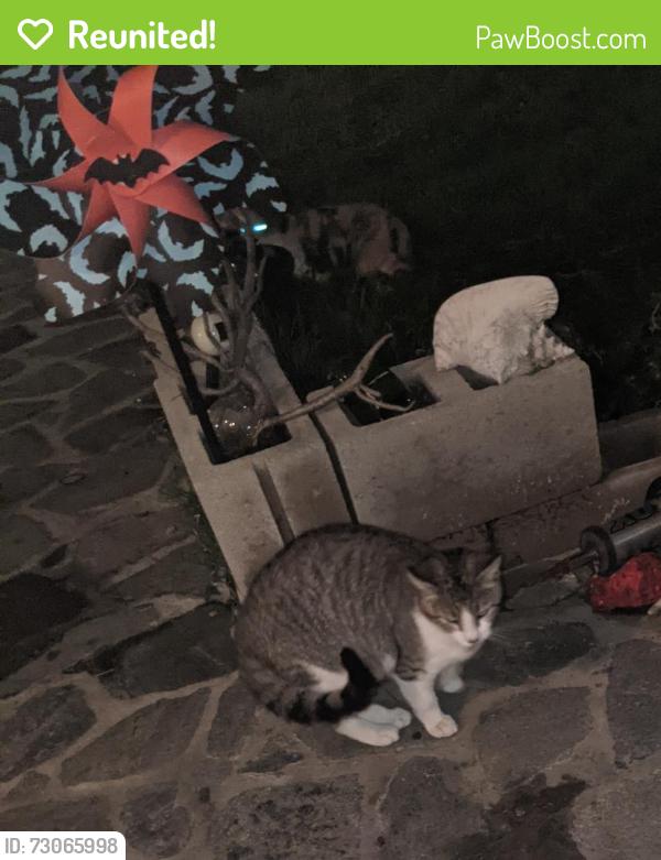 Reunited Male Cat last seen Q St and Banning Blvd, near Banning High School, Los Angeles, CA 90744