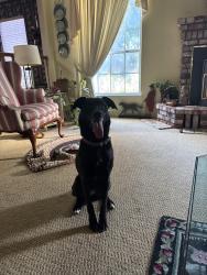 Reunited Female Dog last seen Walter Dr. and Oakridge Dr., Modesto, CA 95351