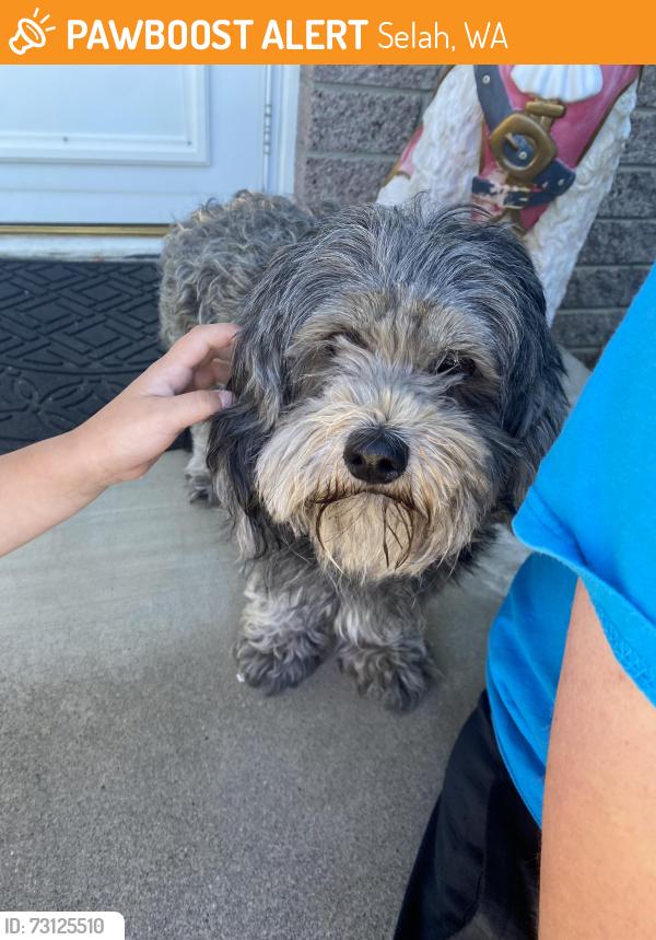 Found/Stray Unknown Dog last seen Yakima school, Selah, WA 98902