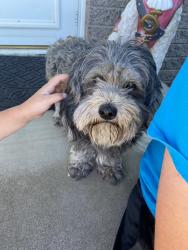 Found/Stray Unknown Dog last seen Yakima school, Selah, WA 98902