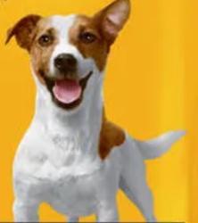 Lost Female Dog last seen Grove Rd, Greenville, SC 29605