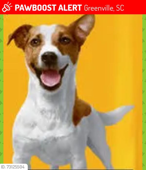 Lost Female Dog last seen Grove Rd, Greenville, SC 29605