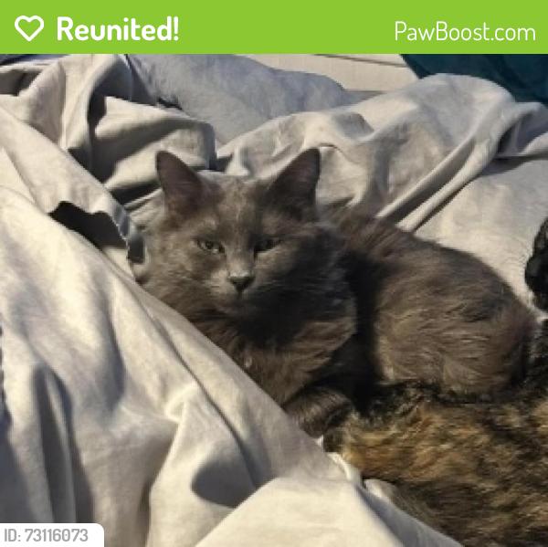 Reunited Female Cat last seen 34th Ave and 25th St- My backyard faces Grease Monkey, Greeley, CO 80634