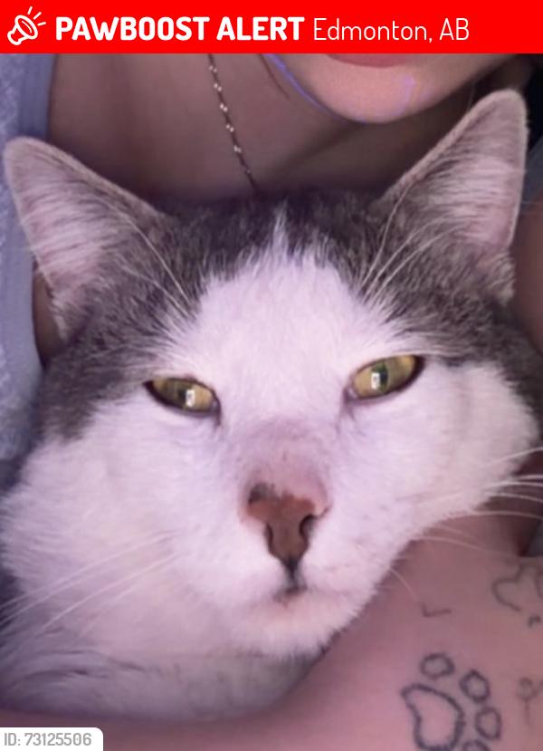 Lost Male Cat last seen his address is 12202 49th st nw, Edmonton, AB 