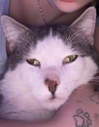 Lost Male Cat last seen his address is 12202 49th st nw, Edmonton, AB 