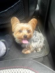 Lost Male Dog last seen Near Ewing Valley Rd, Nashville, TN 37207