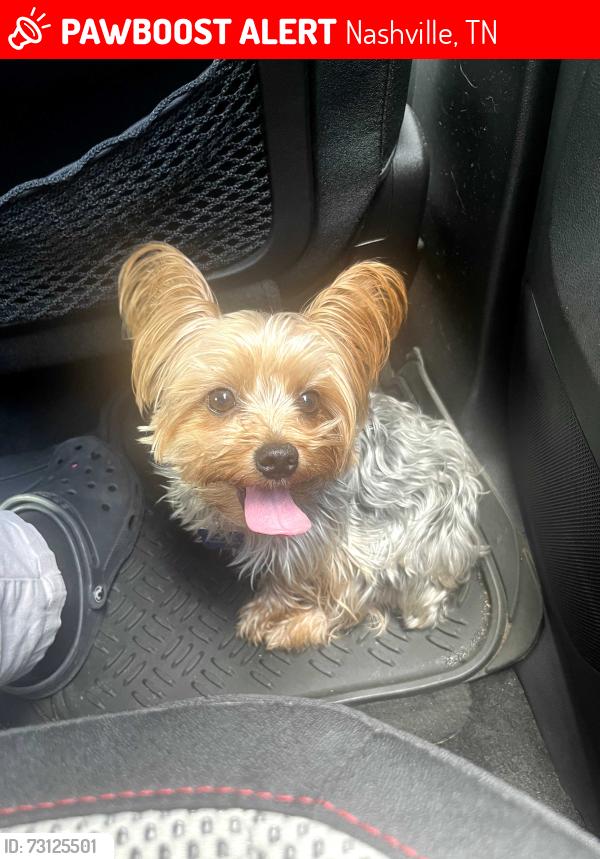 Lost Male Dog last seen Near Ewing Valley Rd, Nashville, TN 37207
