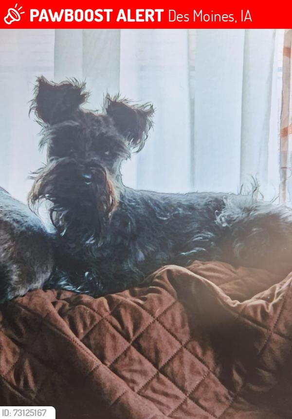 Lost Male Dog last seen Fourteenth and euclid, Des Moines, IA 50316