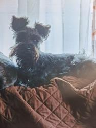 Lost Male Dog last seen Fourteenth and euclid, Des Moines, IA 50316