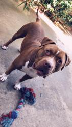 Lost Male Dog last seen Third St. near the Los Angeles Music and Arts School Parking Lot, Los Angeles, CA 90063