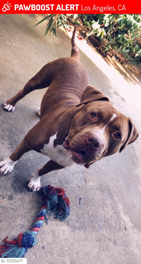 Lost Male Dog last seen Third St. near the Los Angeles Music and Arts School Parking Lot, Los Angeles, CA 90063