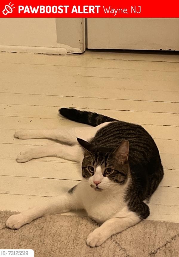 Lost Male Cat last seen Stephensburg Road, Wayne, NJ 07470
