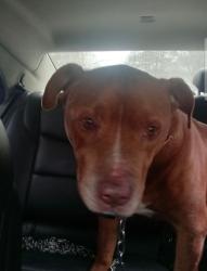 Lost Male Dog last seen Sherffi Watson Rd, Sanford, NC 27332
